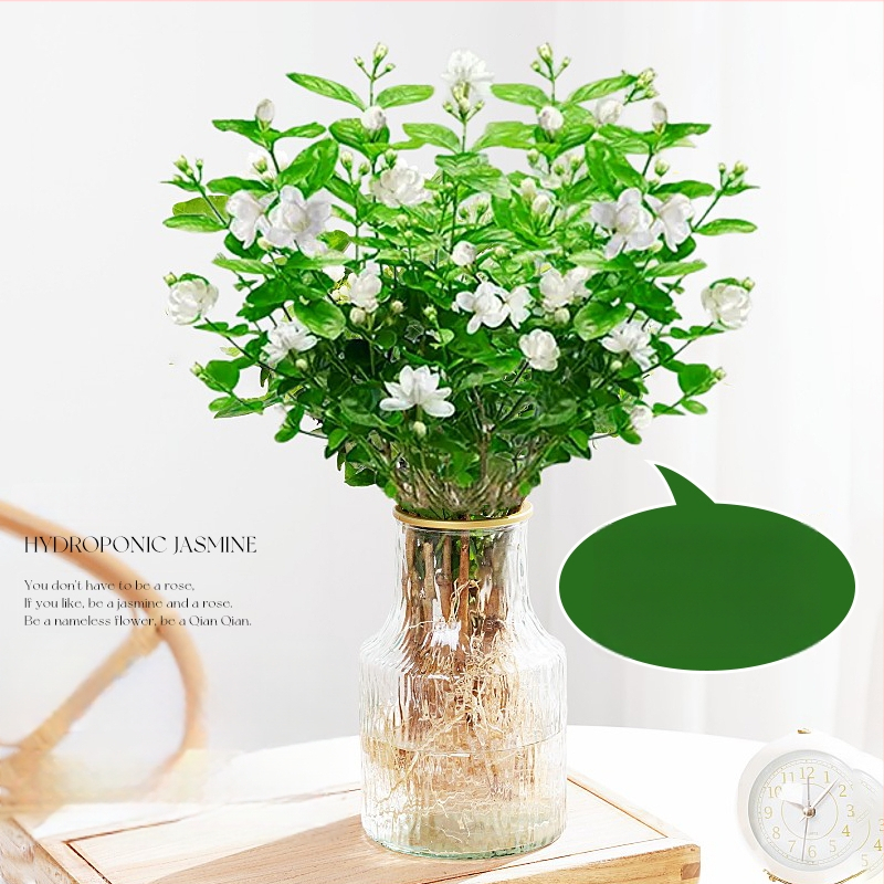 Jasmiini hüdroponiline sise taim — potitaimed elutoa ja kontori lauale, nelja aastaaja bonsai, neutraalne valgustus, kasv 25°C juures