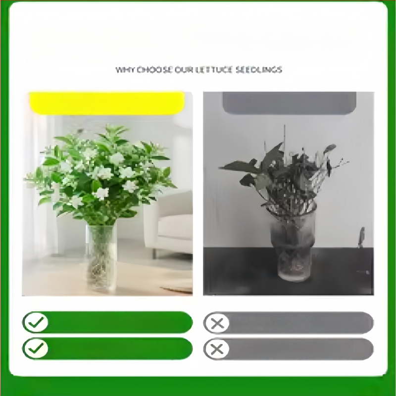 Jasmiini hüdroponiline sise taim — potitaimed elutoa ja kontori lauale, nelja aastaaja bonsai, neutraalne valgustus, kasv 25°C juures