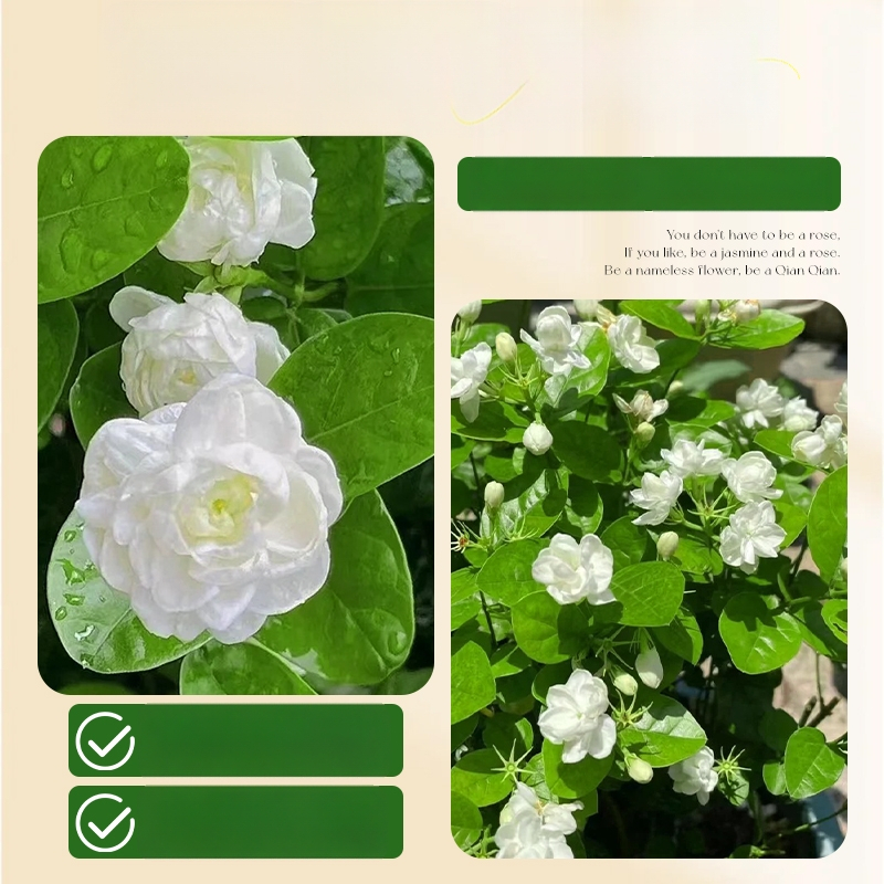 Jasmiini hüdroponiline sise taim — potitaimed elutoa ja kontori lauale, nelja aastaaja bonsai, neutraalne valgustus, kasv 25°C juures