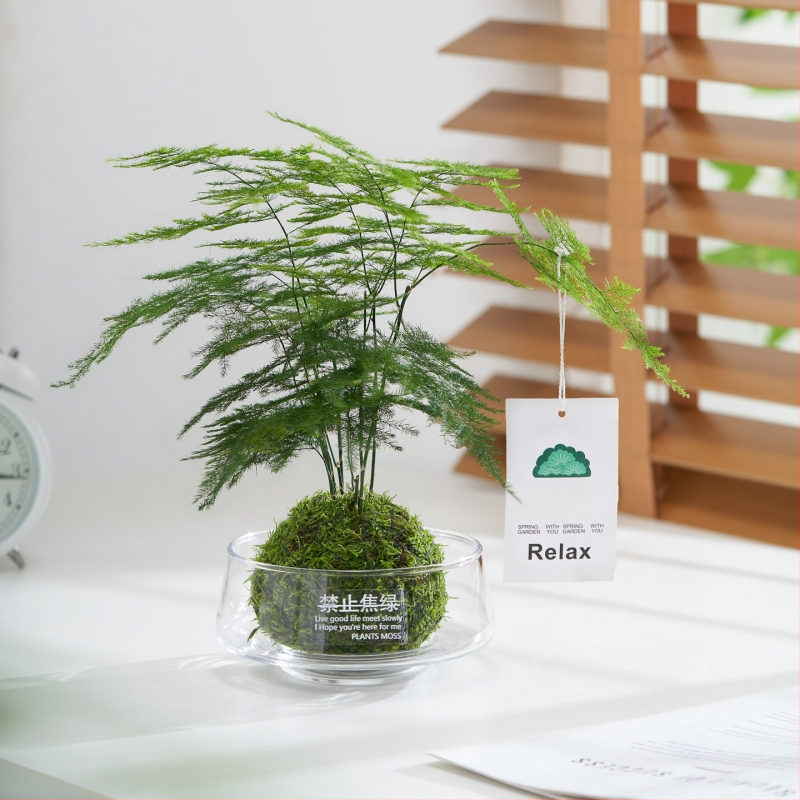 Hidroponiskā sūnas bumba biroja galdam – attīra gaisu, lapu aug