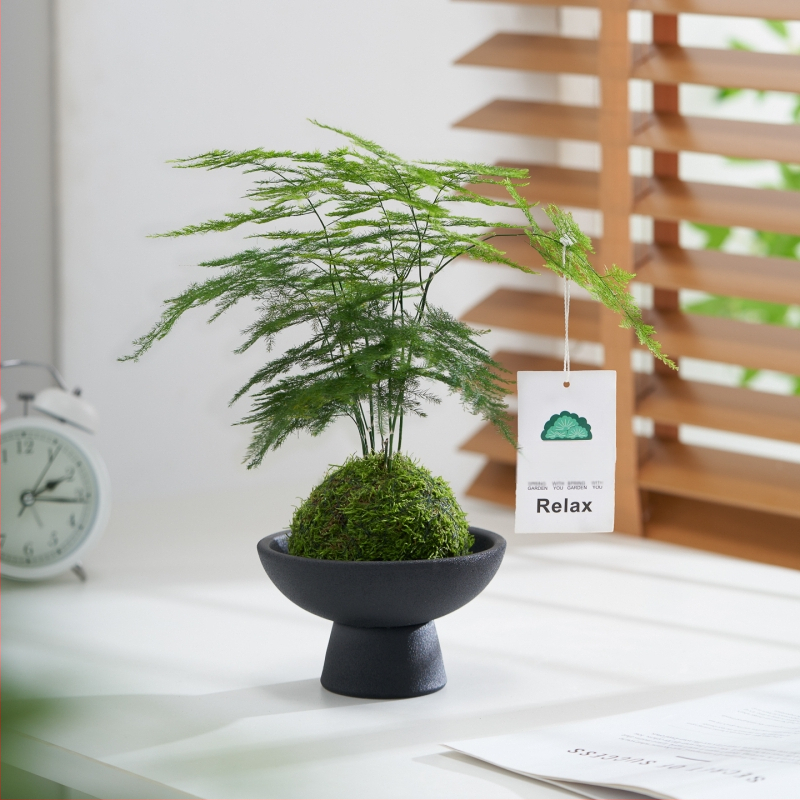 Hidroponiskā sūnas bumba biroja galdam – attīra gaisu, lapu aug