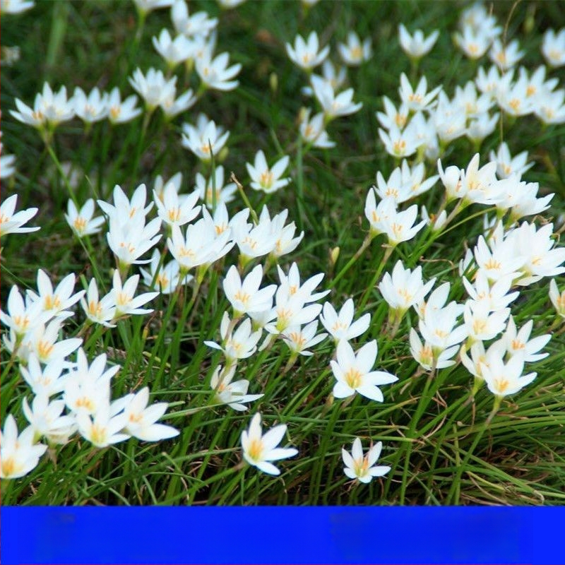 Sibul-orkidee pistikud — alatirohis taime, igihaljas mullakate, väikse vormiga, väline aed, varjutaluv, külmakindel