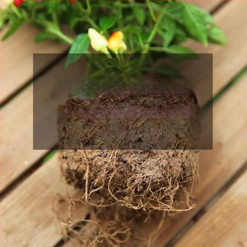 Söödav paprika taim potis rõdule või siseruumides, päikesetarmastaja, normaalne kasvutemperatuur