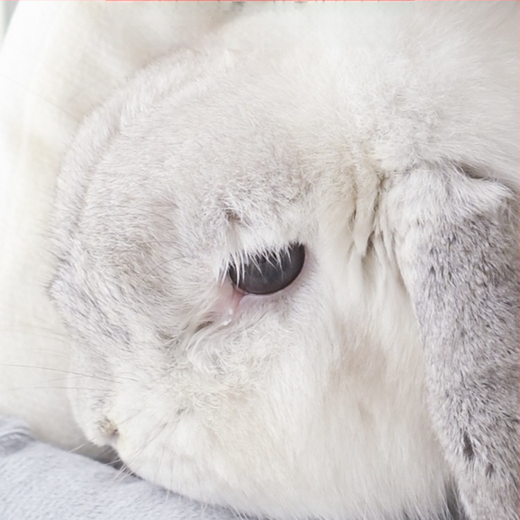 Naminių gyvūnėlių lizdas – žiemiškai šilta guolis triušiams ir mažiems žvėreliams; Medžiaga: šilko gėlės