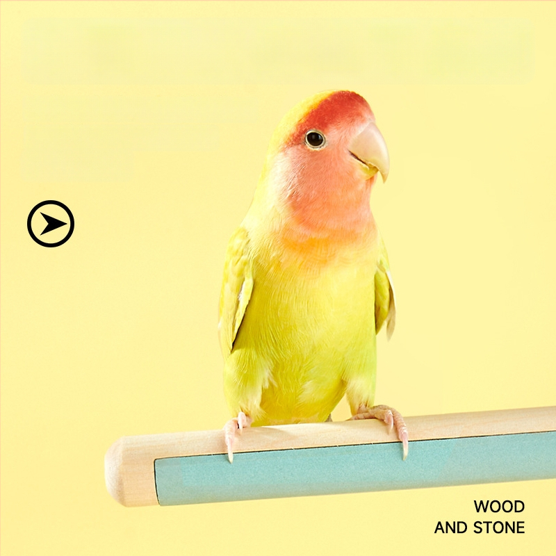 Puidust papagoi küünte viilutamise alus — lindudele, päritolu Shandong