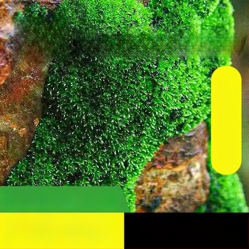 Moho sporu milteliai mikropeizažams ir bonsajams — Independence prekės ženklas, neimportuota