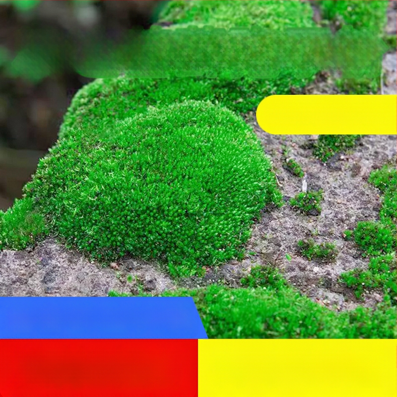 Moho sporu milteliai mikropeizažams ir bonsajams — Independence prekės ženklas, neimportuota