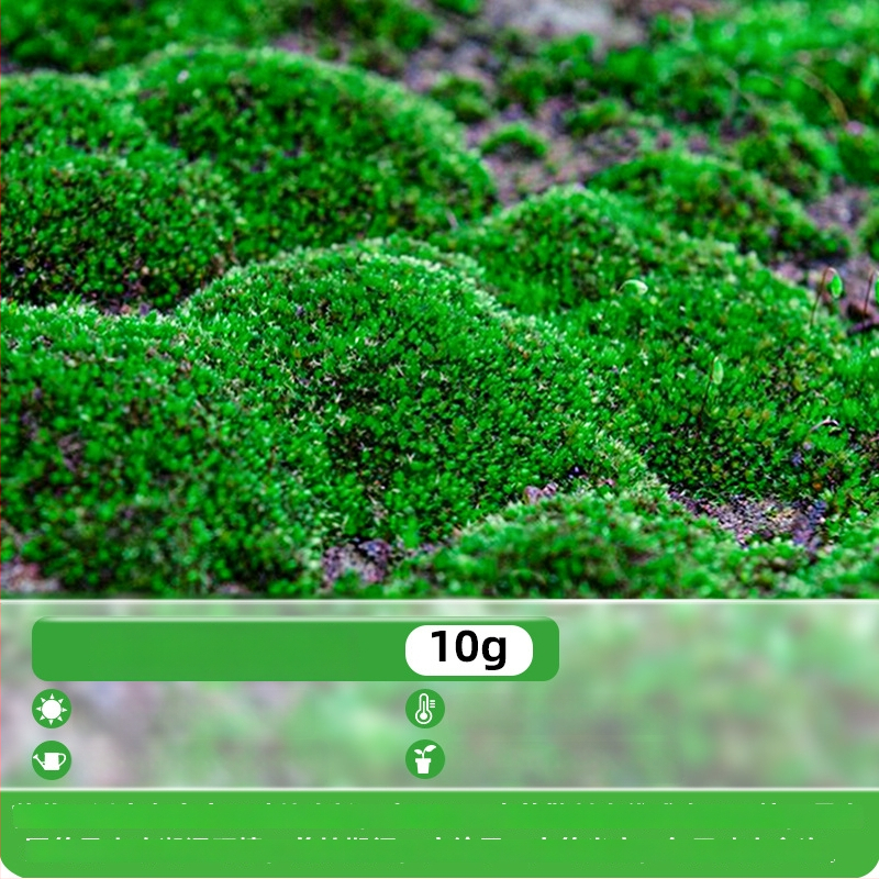 Moho sporu milteliai mikropeizažams ir bonsajams — Independence prekės ženklas, neimportuota