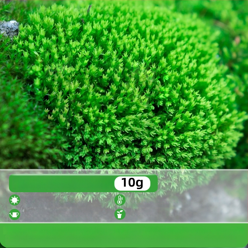 Moho sporu milteliai mikropeizažams ir bonsajams — Independence prekės ženklas, neimportuota