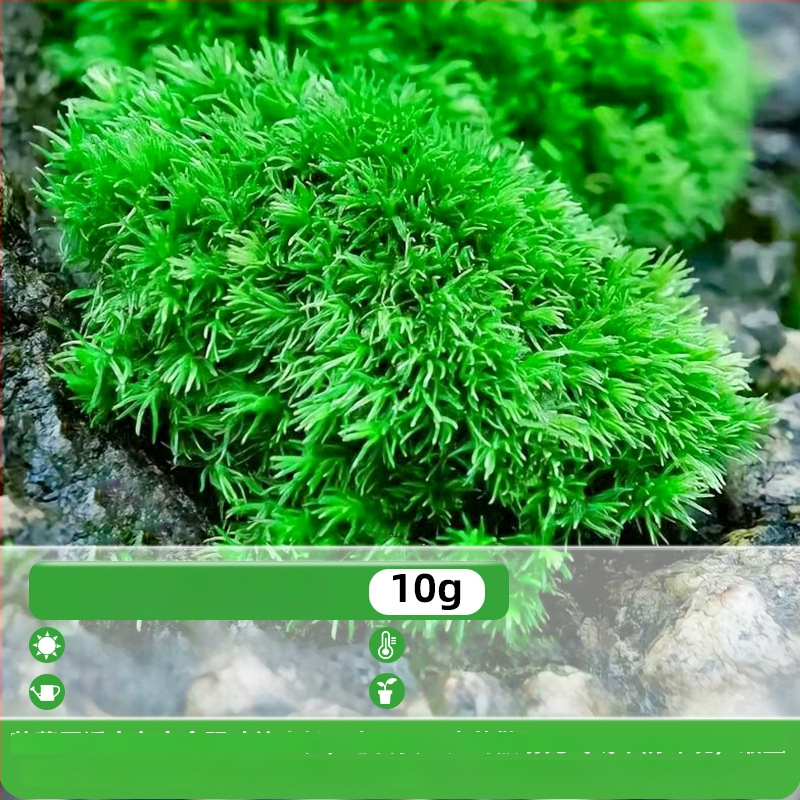 Moho sporu milteliai mikropeizažams ir bonsajams — Independence prekės ženklas, neimportuota