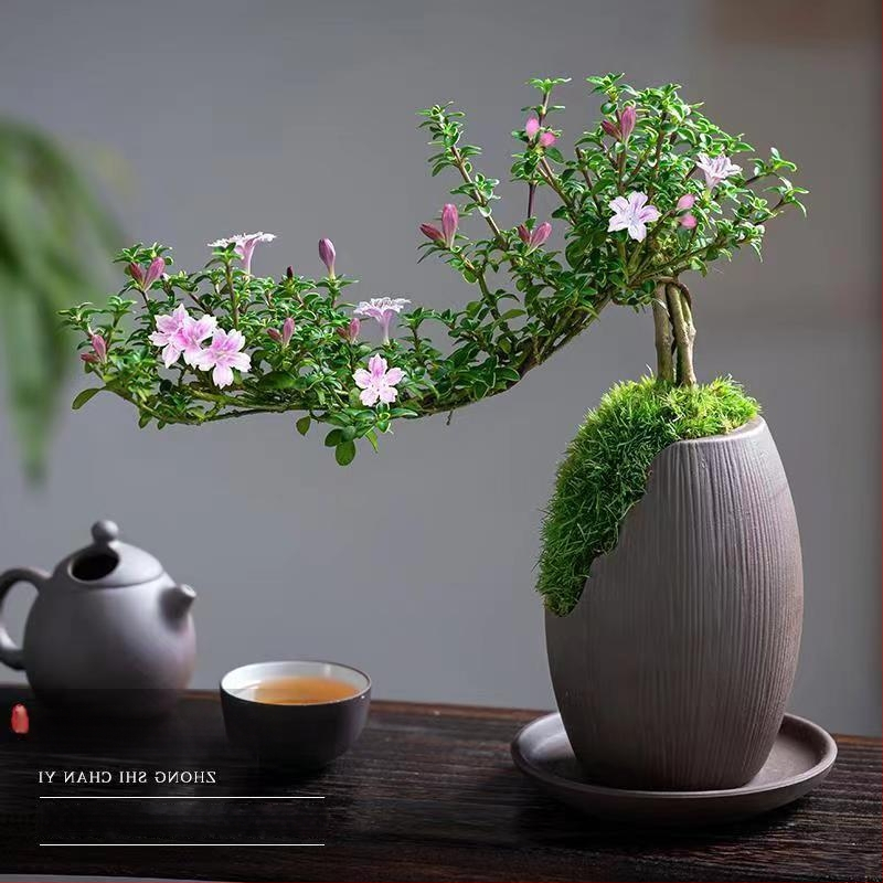 Bonsai: Red Flower June Snow bonsai - Mõõdukas temperatuur, Neutraalne valgustus, Neutraalne kastmine, Stiil: Uus hiina stiil, Modernne minimalism, taskukohane luksus; Tootekood 3344