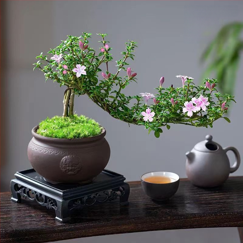 Bonsai: Red Flower June Snow bonsai - Mõõdukas temperatuur, Neutraalne valgustus, Neutraalne kastmine, Stiil: Uus hiina stiil, Modernne minimalism, taskukohane luksus; Tootekood 3344