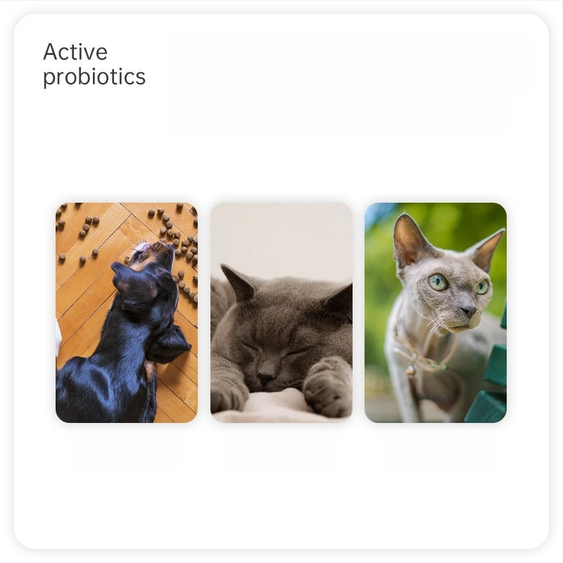 VEGAMAX Šunų probiotikų papildas – svorio palaikymas, virškinimo sveikata ir išrankiems ėdėjams