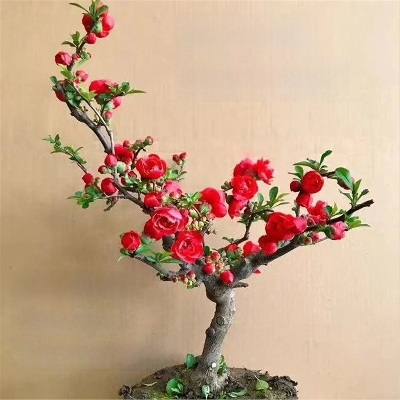Begonija Longevity Crown Bonsai – Bonsai begonija s crvenim cvjetovima, za unutarnje i vanjske prostore