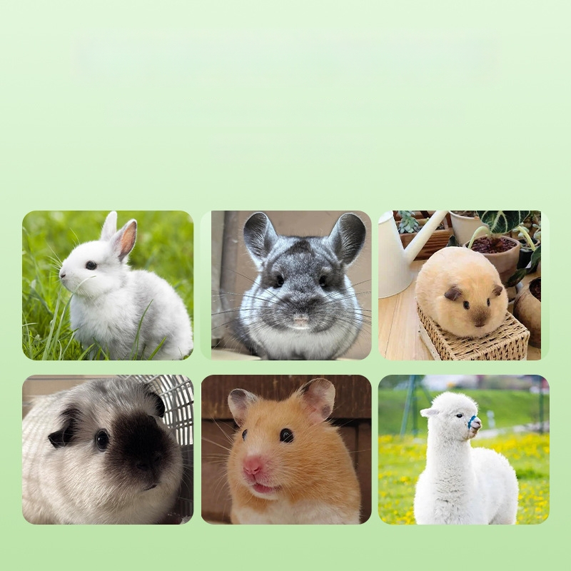 Lučerna kuiva toit jänestele, činčilale ja guinea sigadele — 500 g pakk, universaalne kasutus