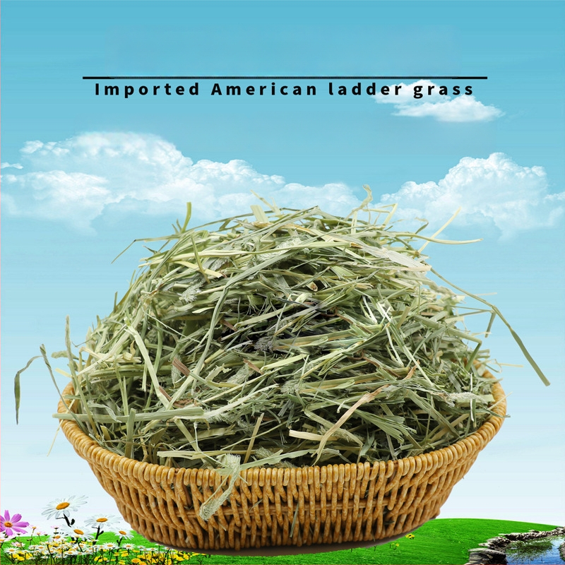 Oras džiovinta Timothy žolė triušiams, činčilėms ir jūrų kiaulėms – suaugusiųjų sausas maistas