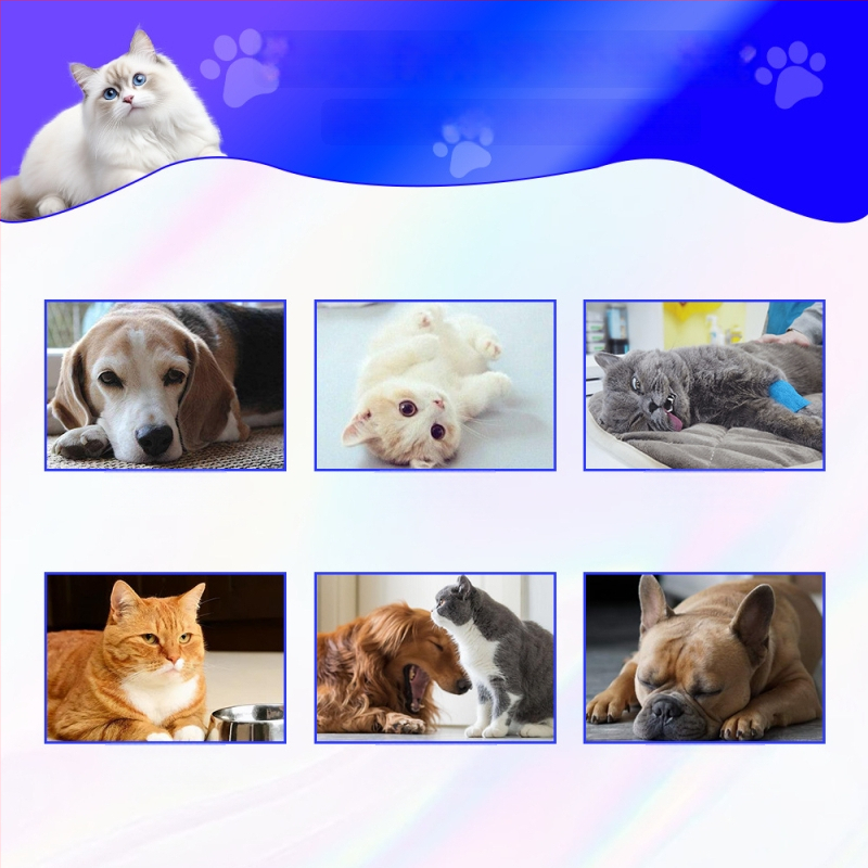 Gyvūnų probiotikai katėms ir šunims, bendro naudojimo formulė, 50 g per dėžutę, 100 dėžučių kartone, Xin daming prekės ženklas