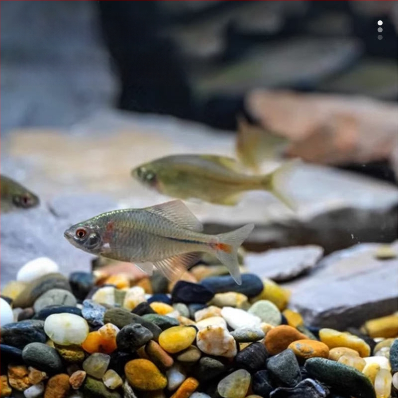 Akvārija substrāts ainavas veidošanai Naichong — izcelsme Shandong, 20 kg iepakojumā, nav importēts