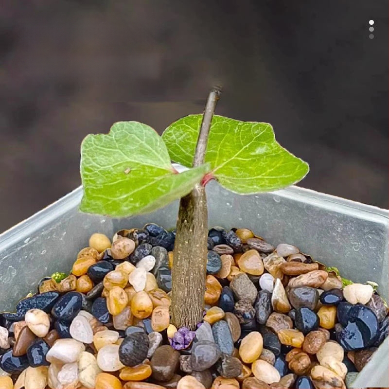 Akvārija substrāts ainavas veidošanai Naichong — izcelsme Shandong, 20 kg iepakojumā, nav importēts