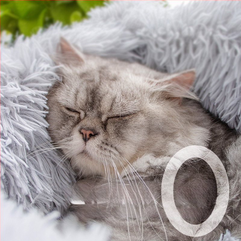 Kassi pesa – plüüs, Leyoupai, kassidele, päritolu Zhejiang