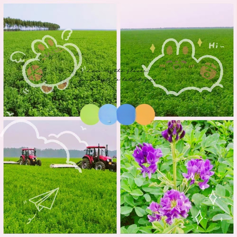 Märg toit lucerna baasil täiskasvanud küülikutele, tšintsillidele ja guinea fokidele — Bränd: Appointment with rats