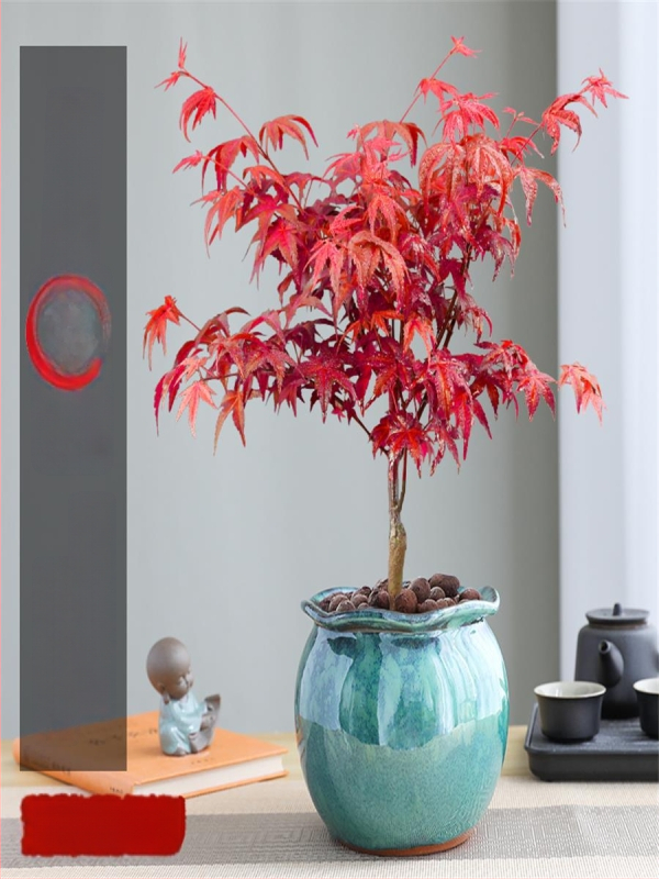 Vaher bonsai siseinterjööri jaoks, lauaplaadi taim küpsunud tüvega Jingdezheni keraamilises potis, Dancer kultivar