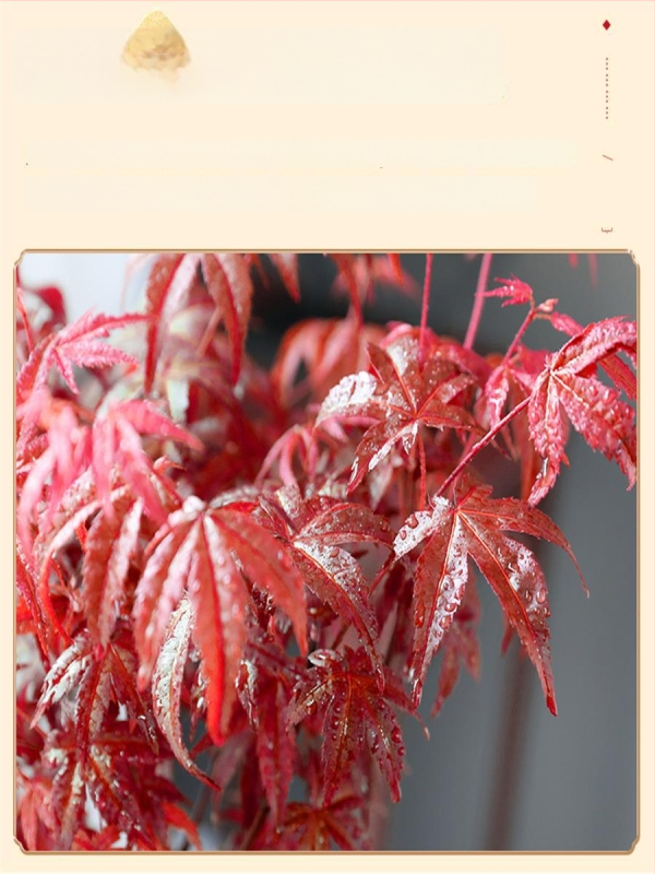 Vaher bonsai siseinterjööri jaoks, lauaplaadi taim küpsunud tüvega Jingdezheni keraamilises potis, Dancer kultivar