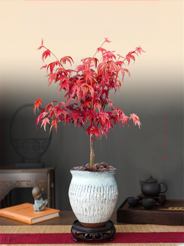 Vaher bonsai siseinterjööri jaoks, lauaplaadi taim küpsunud tüvega Jingdezheni keraamilises potis, Dancer kultivar