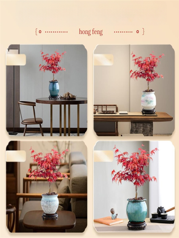 Vaher bonsai siseinterjööri jaoks, lauaplaadi taim küpsunud tüvega Jingdezheni keraamilises potis, Dancer kultivar