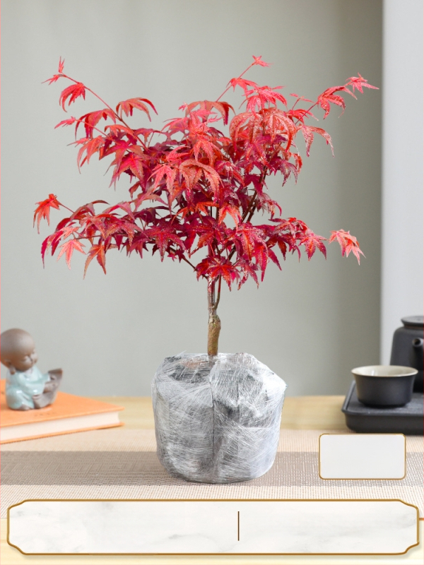 Vaher bonsai siseinterjööri jaoks, lauaplaadi taim küpsunud tüvega Jingdezheni keraamilises potis, Dancer kultivar