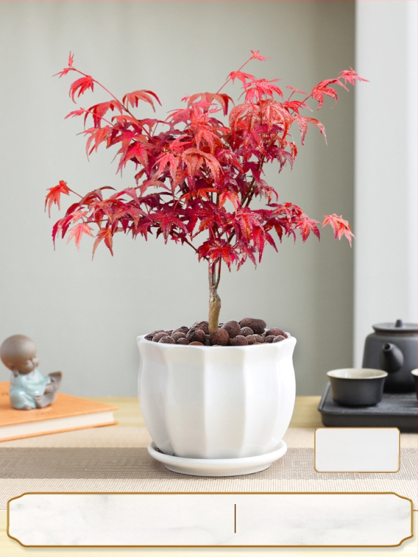 Vaher bonsai siseinterjööri jaoks, lauaplaadi taim küpsunud tüvega Jingdezheni keraamilises potis, Dancer kultivar