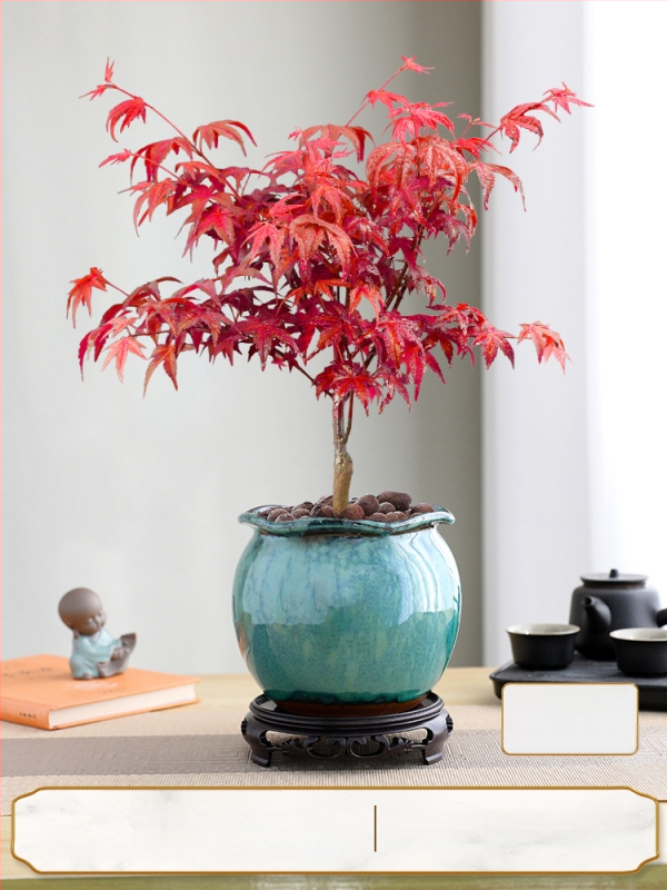 Vaher bonsai siseinterjööri jaoks, lauaplaadi taim küpsunud tüvega Jingdezheni keraamilises potis, Dancer kultivar