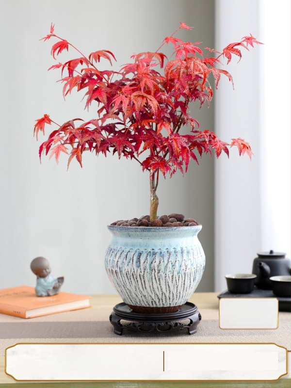 Vaher bonsai siseinterjööri jaoks, lauaplaadi taim küpsunud tüvega Jingdezheni keraamilises potis, Dancer kultivar