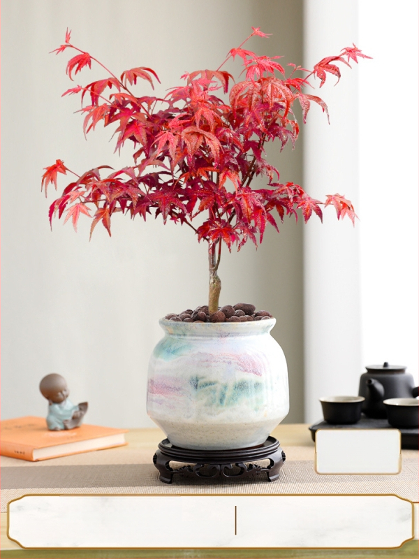 Vaher bonsai siseinterjööri jaoks, lauaplaadi taim küpsunud tüvega Jingdezheni keraamilises potis, Dancer kultivar
