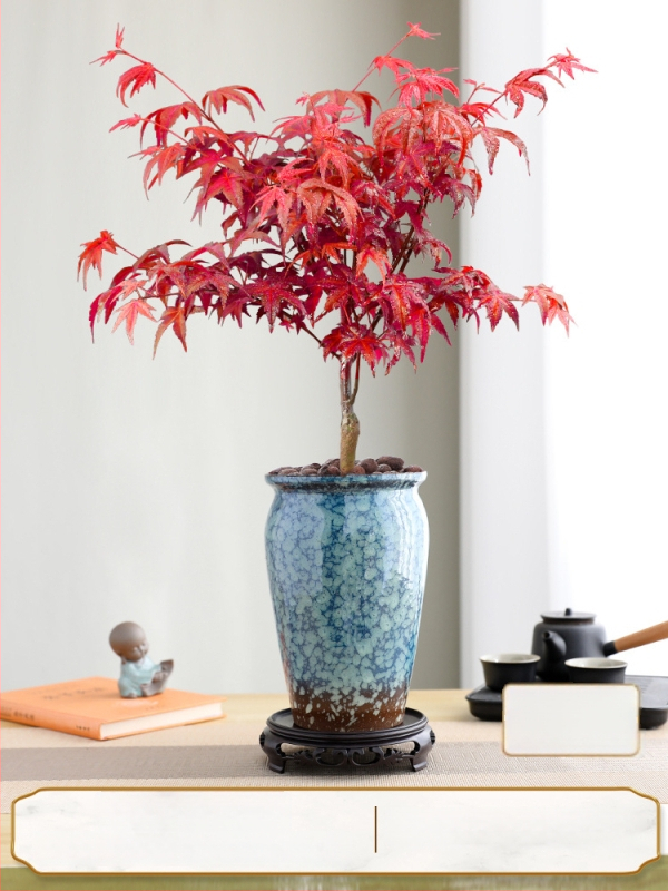 Vaher bonsai siseinterjööri jaoks, lauaplaadi taim küpsunud tüvega Jingdezheni keraamilises potis, Dancer kultivar