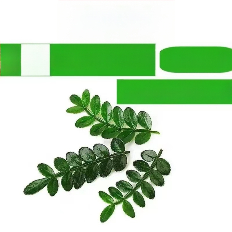 Söödavad lehed kookide kaunistamiseks — lõhnav puidust taim potis, Pepper Wood, tootekood 33699