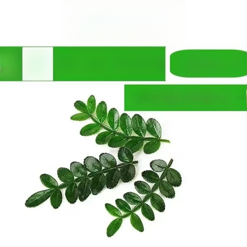 Söödavad lehed kookide kaunistamiseks — lõhnav puidust taim potis, Pepper Wood, tootekood 33699