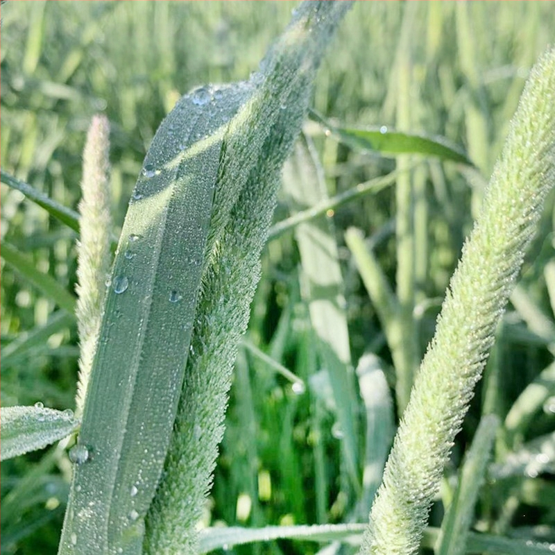 Džiovinta Timotijos žolė triušiams ir žiurkėnams – naminių gyvūnėlių maistas