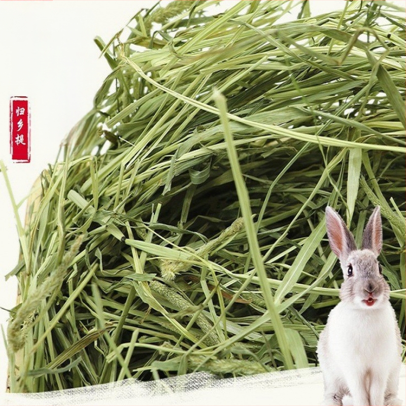 Džiovinta Timotijos žolė triušiams ir žiurkėnams – naminių gyvūnėlių maistas