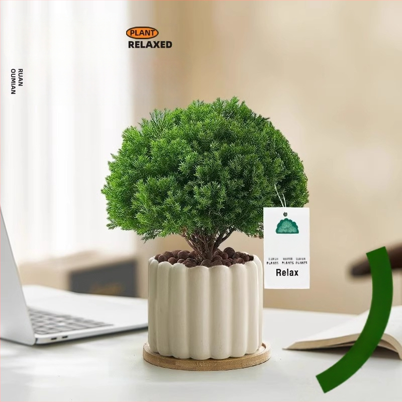 Siseruumides männ Bonsai, väike laua taim potis, kergesti hooldatav, kõikide aastaaegade jaoks — Silver World Gardening