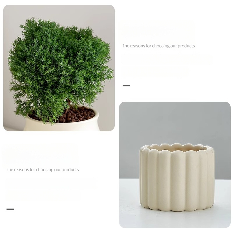 Siseruumides männ Bonsai, väike laua taim potis, kergesti hooldatav, kõikide aastaaegade jaoks — Silver World Gardening