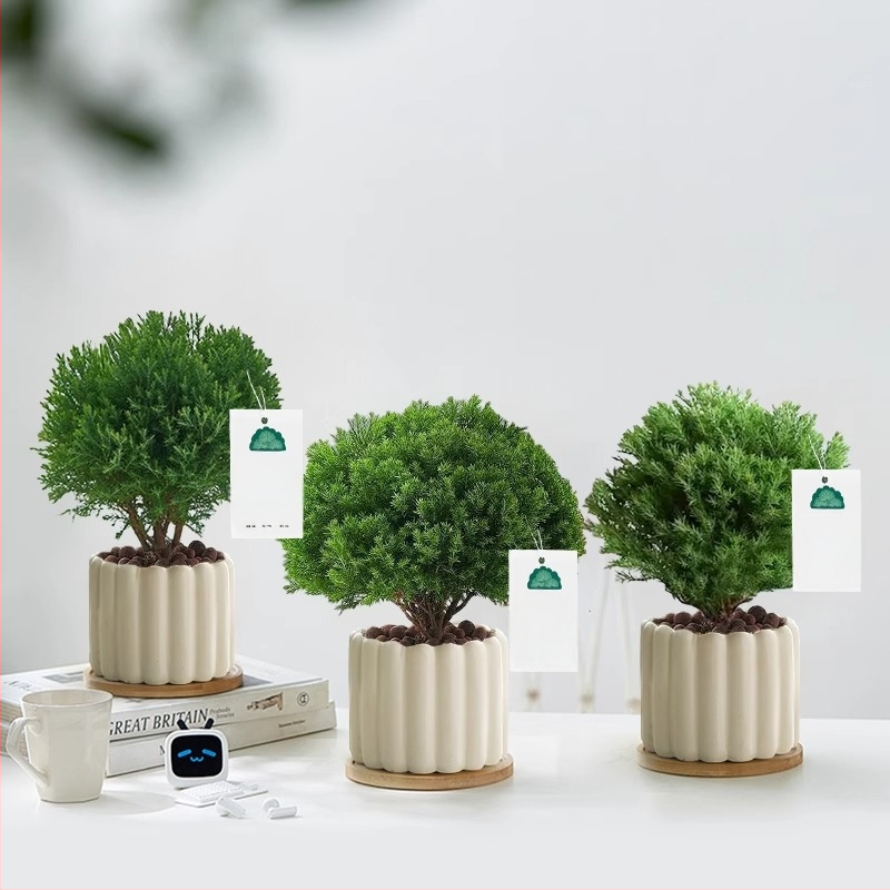 Siseruumides männ Bonsai, väike laua taim potis, kergesti hooldatav, kõikide aastaaegade jaoks — Silver World Gardening