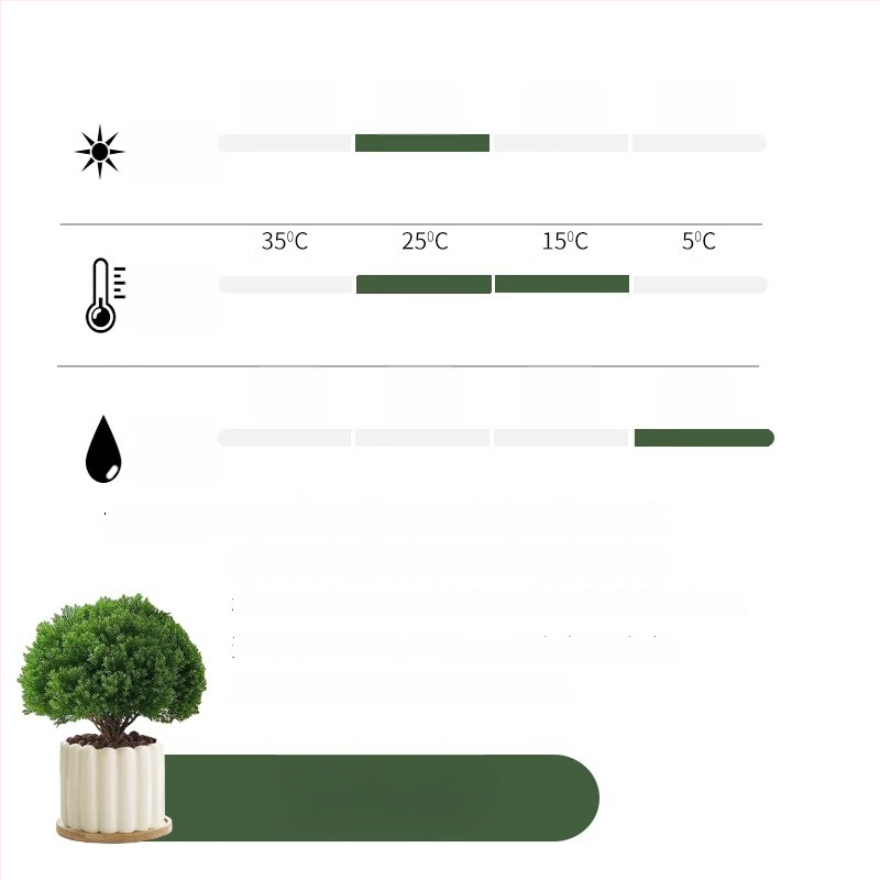 Siseruumides männ Bonsai, väike laua taim potis, kergesti hooldatav, kõikide aastaaegade jaoks — Silver World Gardening