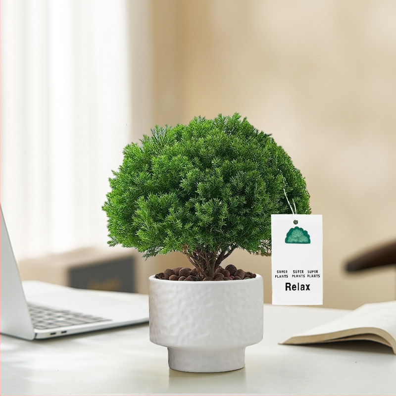 Siseruumides männ Bonsai, väike laua taim potis, kergesti hooldatav, kõikide aastaaegade jaoks — Silver World Gardening