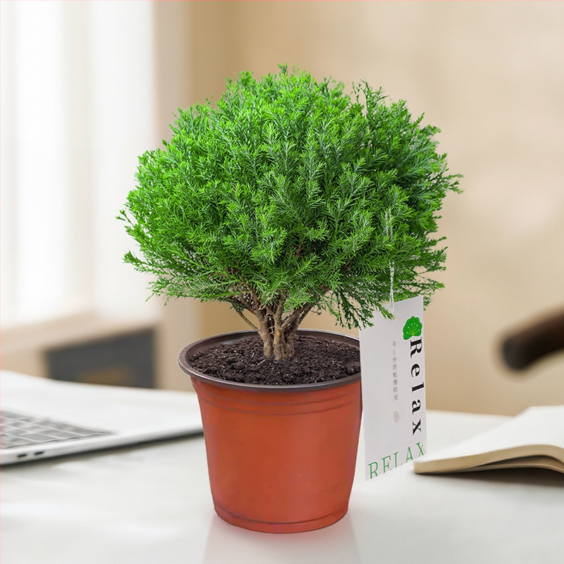 Siseruumides männ Bonsai, väike laua taim potis, kergesti hooldatav, kõikide aastaaegade jaoks — Silver World Gardening