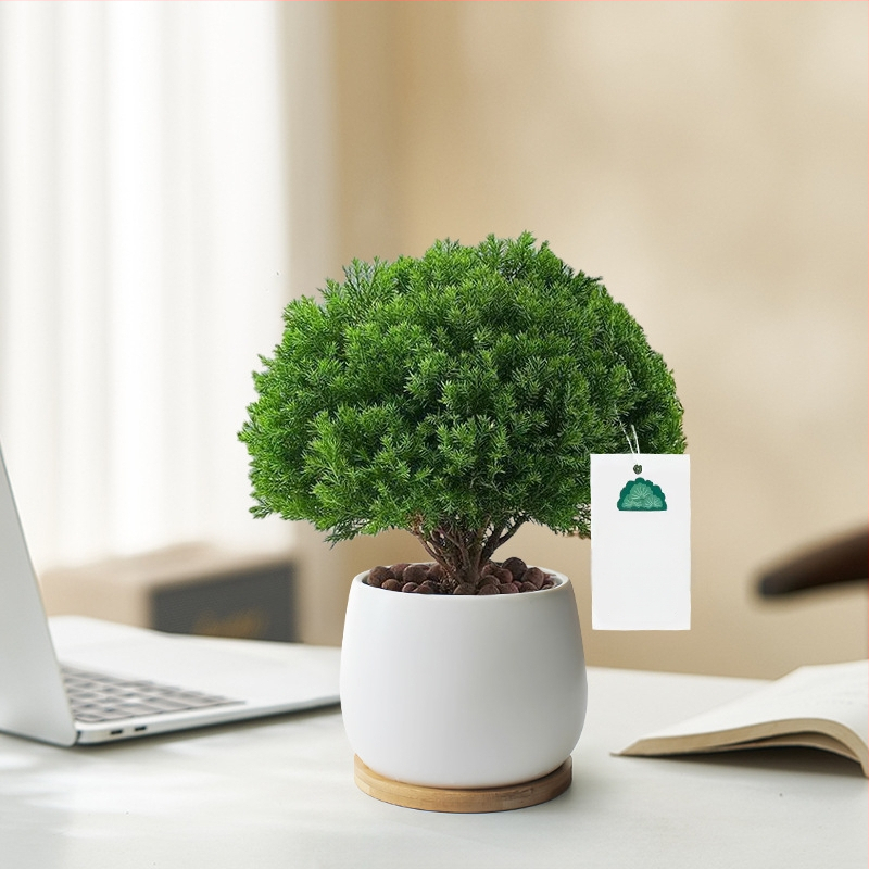 Siseruumides männ Bonsai, väike laua taim potis, kergesti hooldatav, kõikide aastaaegade jaoks — Silver World Gardening