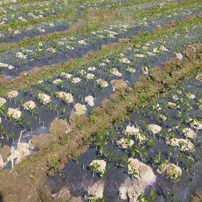 Įskiepytas kumkvato sodinukas indeliui, derlius per 10–12 mėnesių, Guoxiang prekės ženklas