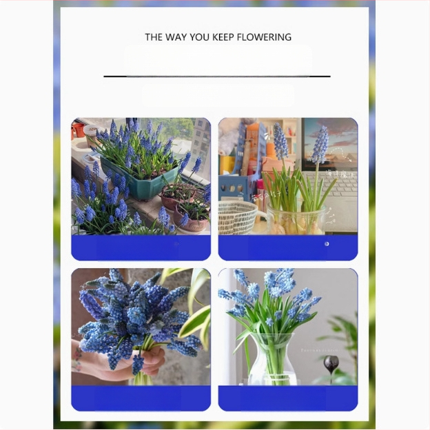 Guoxiang Hollandi viinamarjahiacinti sibulad, mullas või hüdroponikas kasvatamiseks, kevadine õitseng, külmakindel, sobib hoovi jaoks, puhastab õhku