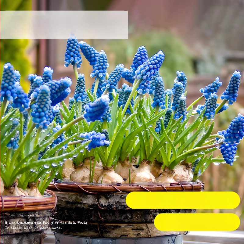 Guoxiang Hollandi viinamarjahiacinti sibulad, mullas või hüdroponikas kasvatamiseks, kevadine õitseng, külmakindel, sobib hoovi jaoks, puhastab õhku