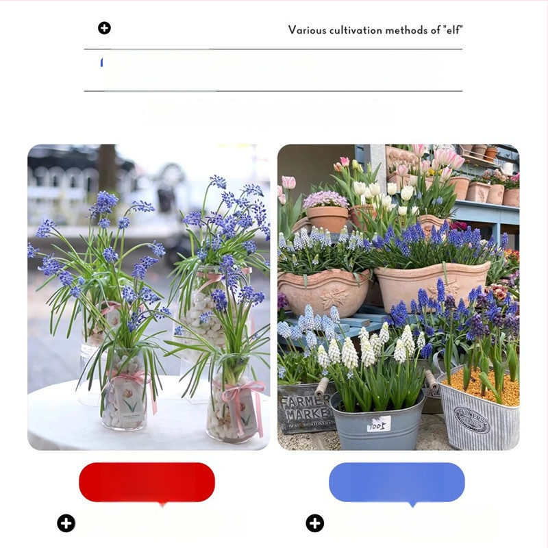 Guoxiang Hollandi viinamarjahiacinti sibulad, mullas või hüdroponikas kasvatamiseks, kevadine õitseng, külmakindel, sobib hoovi jaoks, puhastab õhku